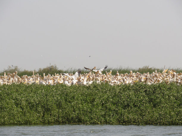 pelecanus