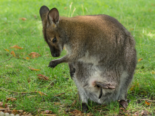 pouch