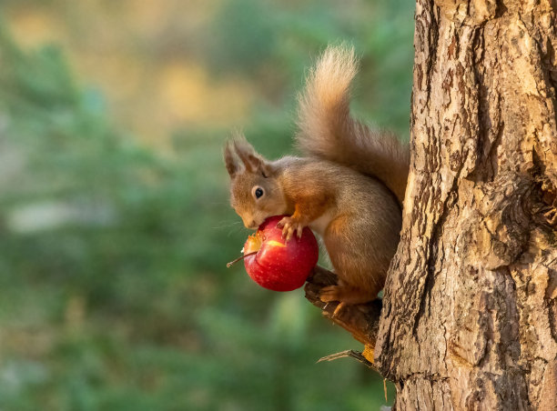 小松鼠吃苹果