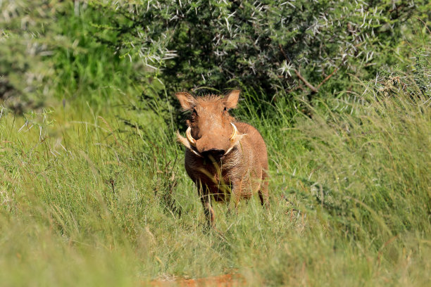 phacochoerus