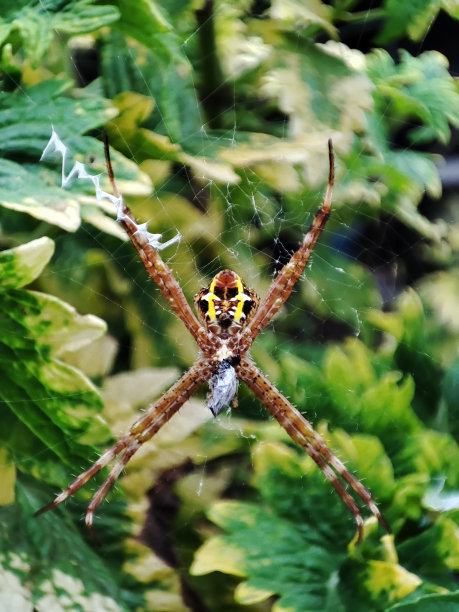 argiope