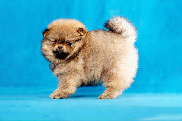 pedigree