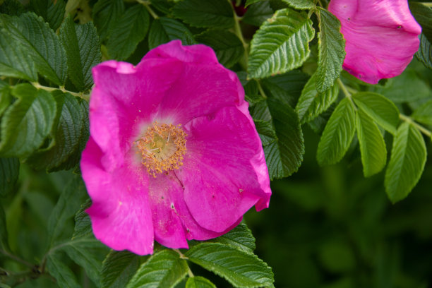 rugosa