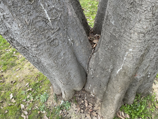 arboretum