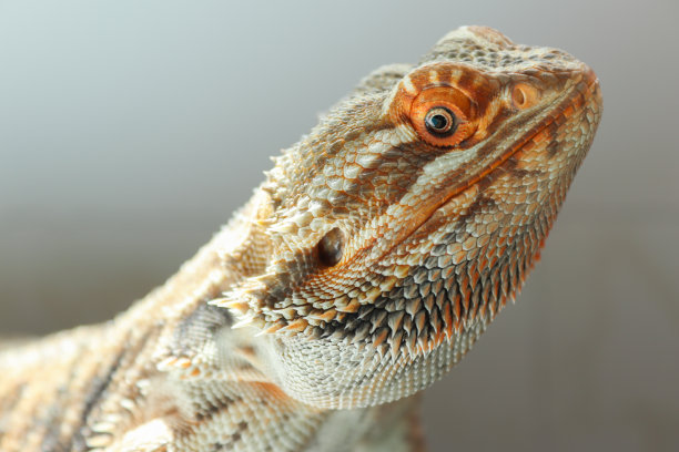pogona