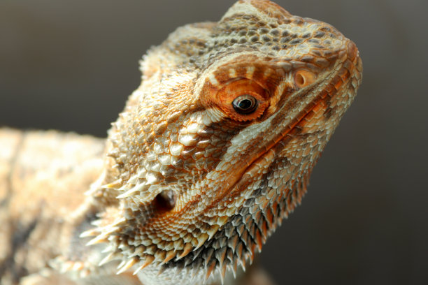 pogona