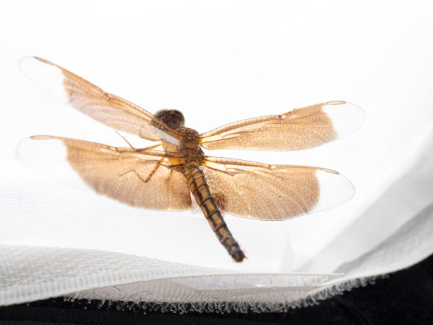 发光眼睛生物特写