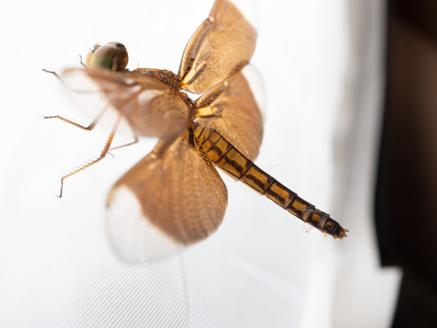 发光眼睛生物特写