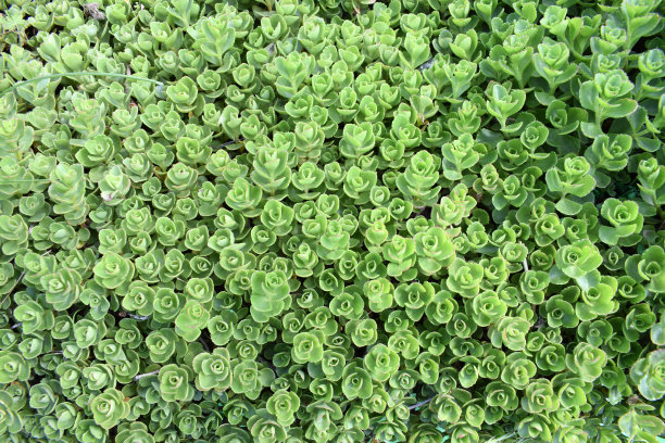 crassula