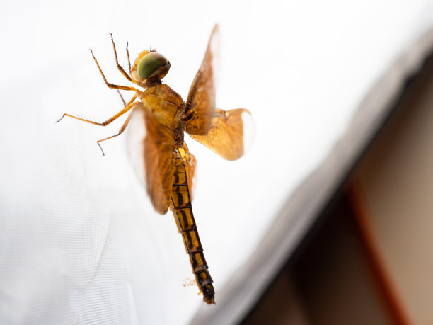 发光眼睛生物特写