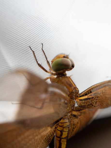 发光眼睛生物特写