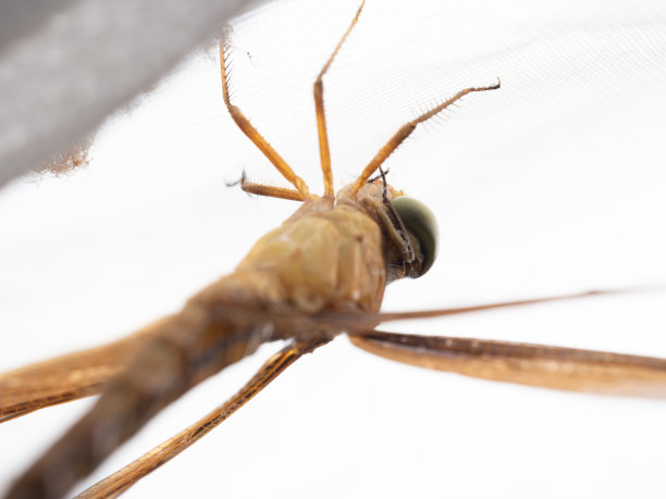 发光眼睛生物特写