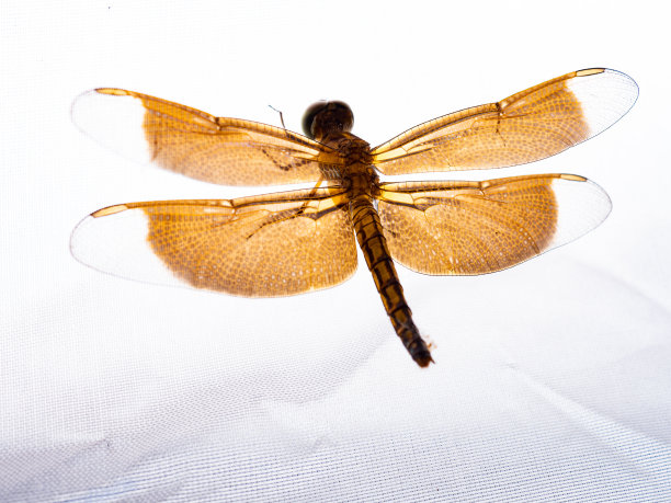 发光眼睛生物特写