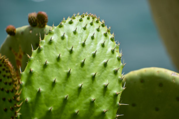 saguaro