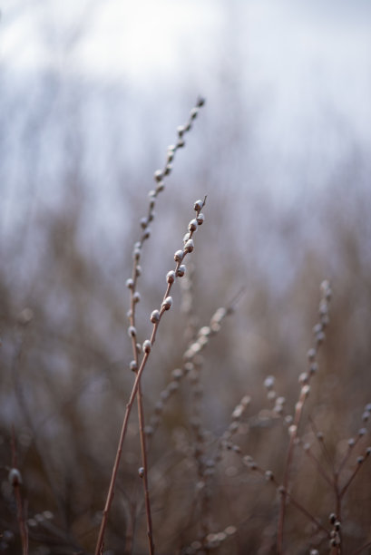 wispy