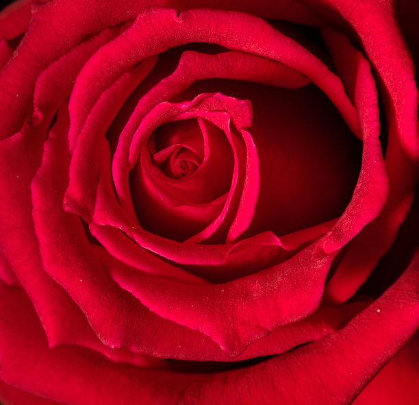 玫瑰,横截面,周年纪念