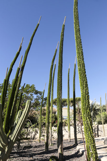 ocotillo