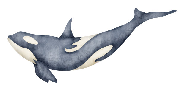 海底鲸鱼硅藻泥