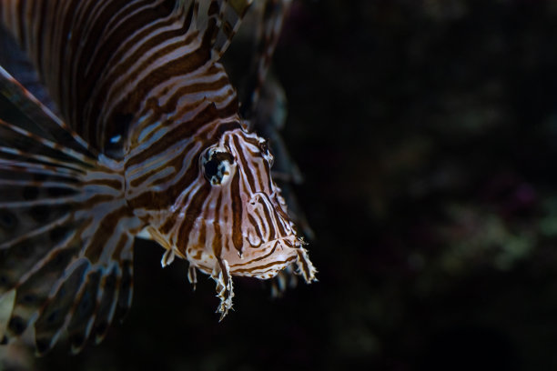 lionfish