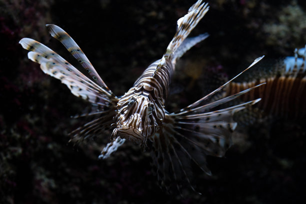 lionfish