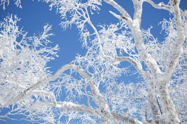 冬季仰拍白桦树