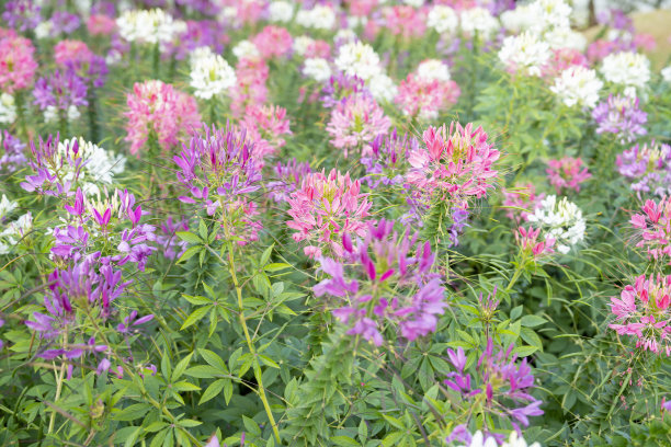 cleome