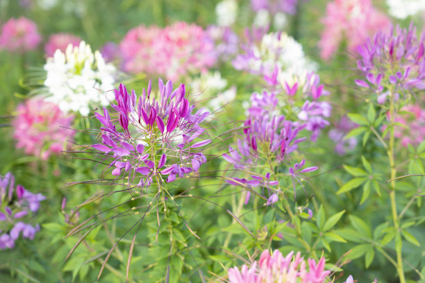 cleome