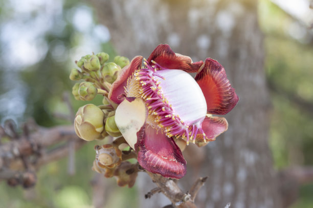 热带森林中的花朵，泰国
