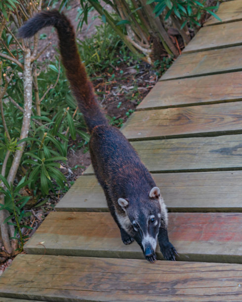coatimundi