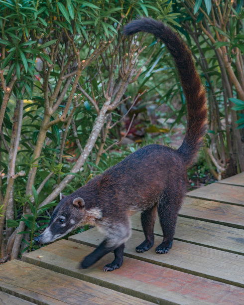 coatimundi