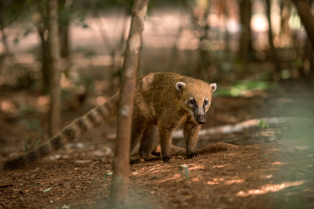 coatimundi