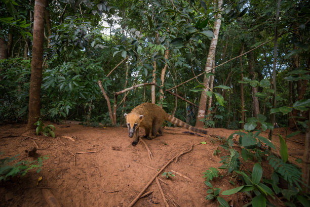coatimundi