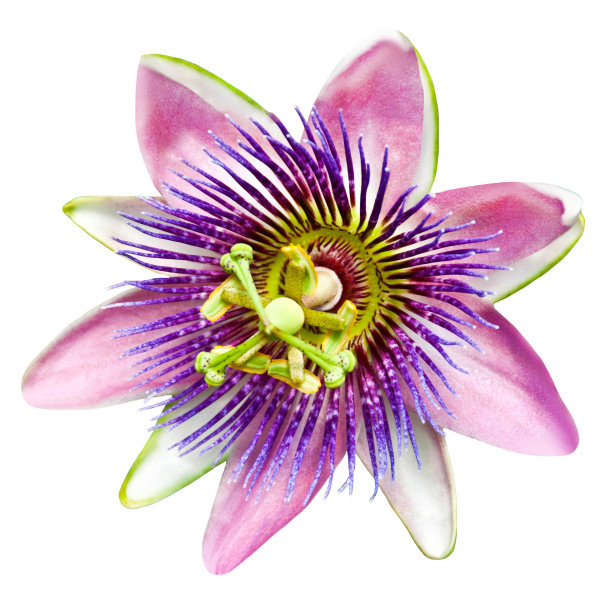 passiflora