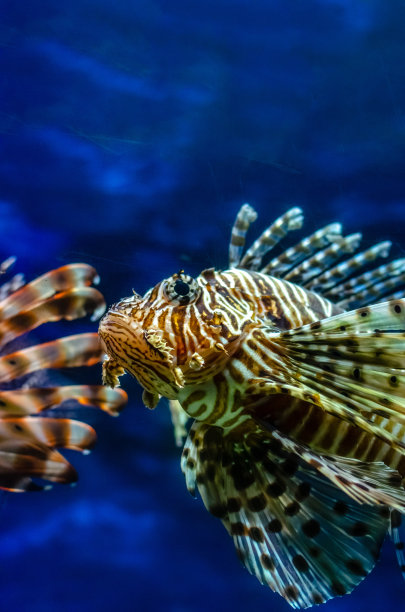 lionfish