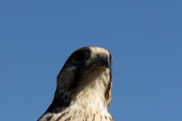 falcon