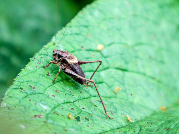 katydid