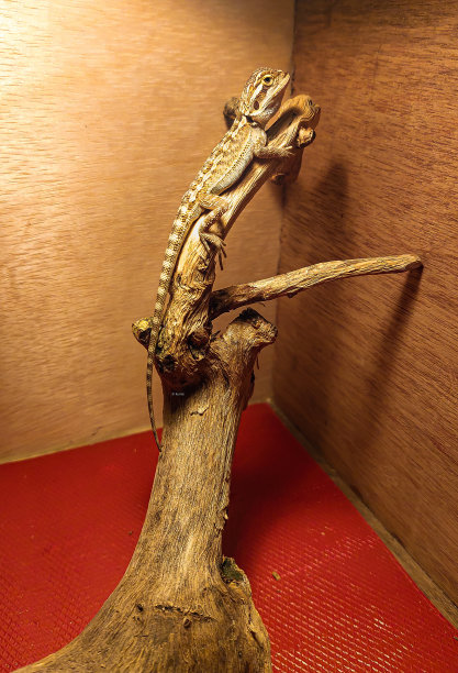 pogona