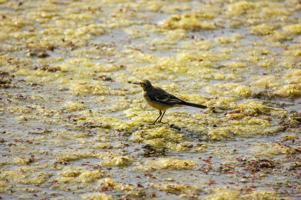 wagtail