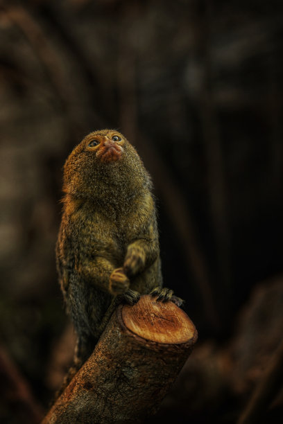 marmoset