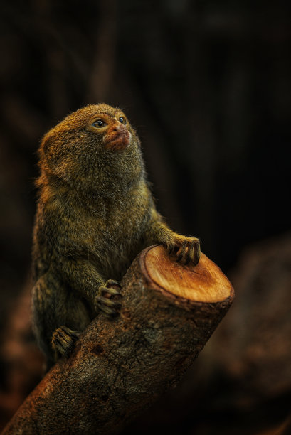 marmoset