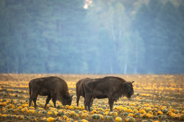 bison