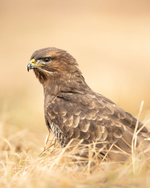 buzzard