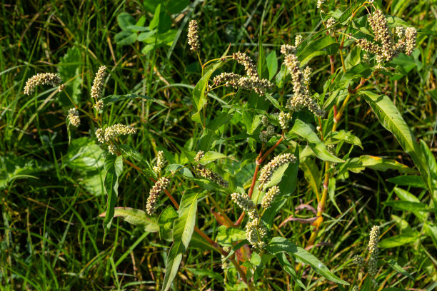 polygonum