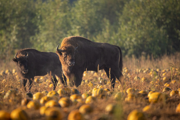 bison