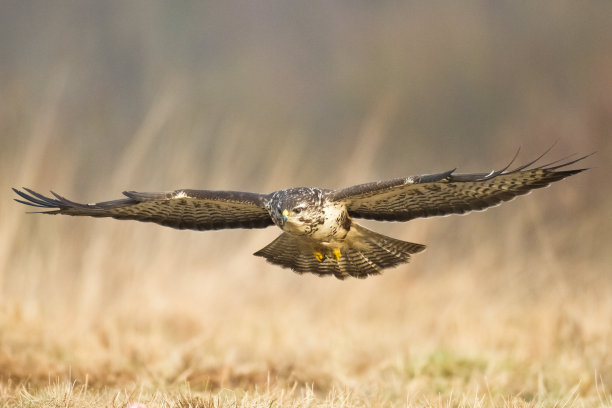 buzzard