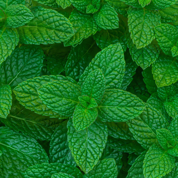 spearmint