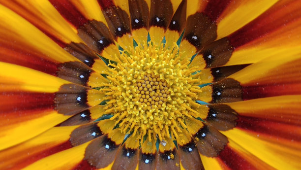 gazania