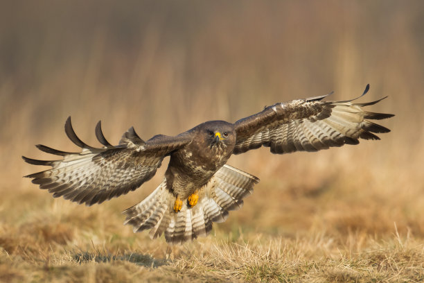 buzzard