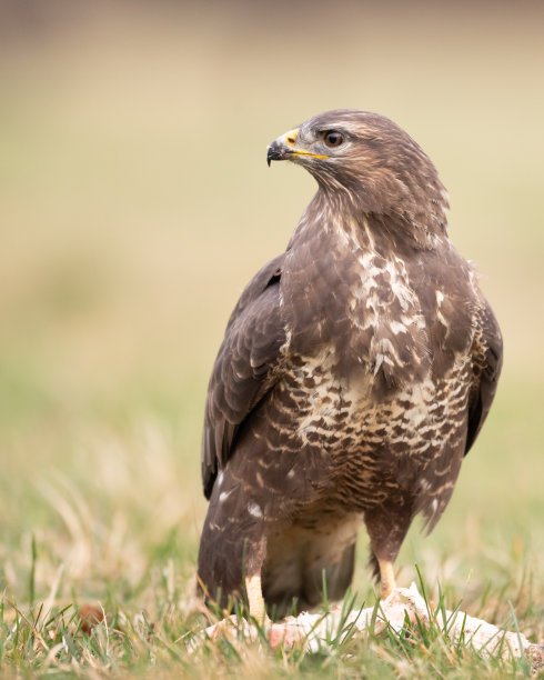 buzzard