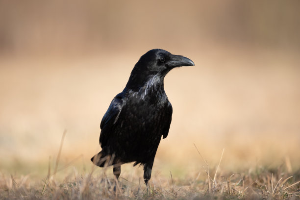 raven